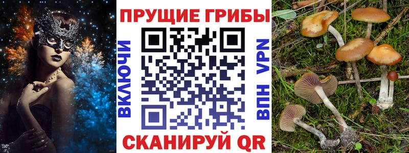 Псилоцибиновые грибы Psilocybine cubensis  Купить где  Миллерово 